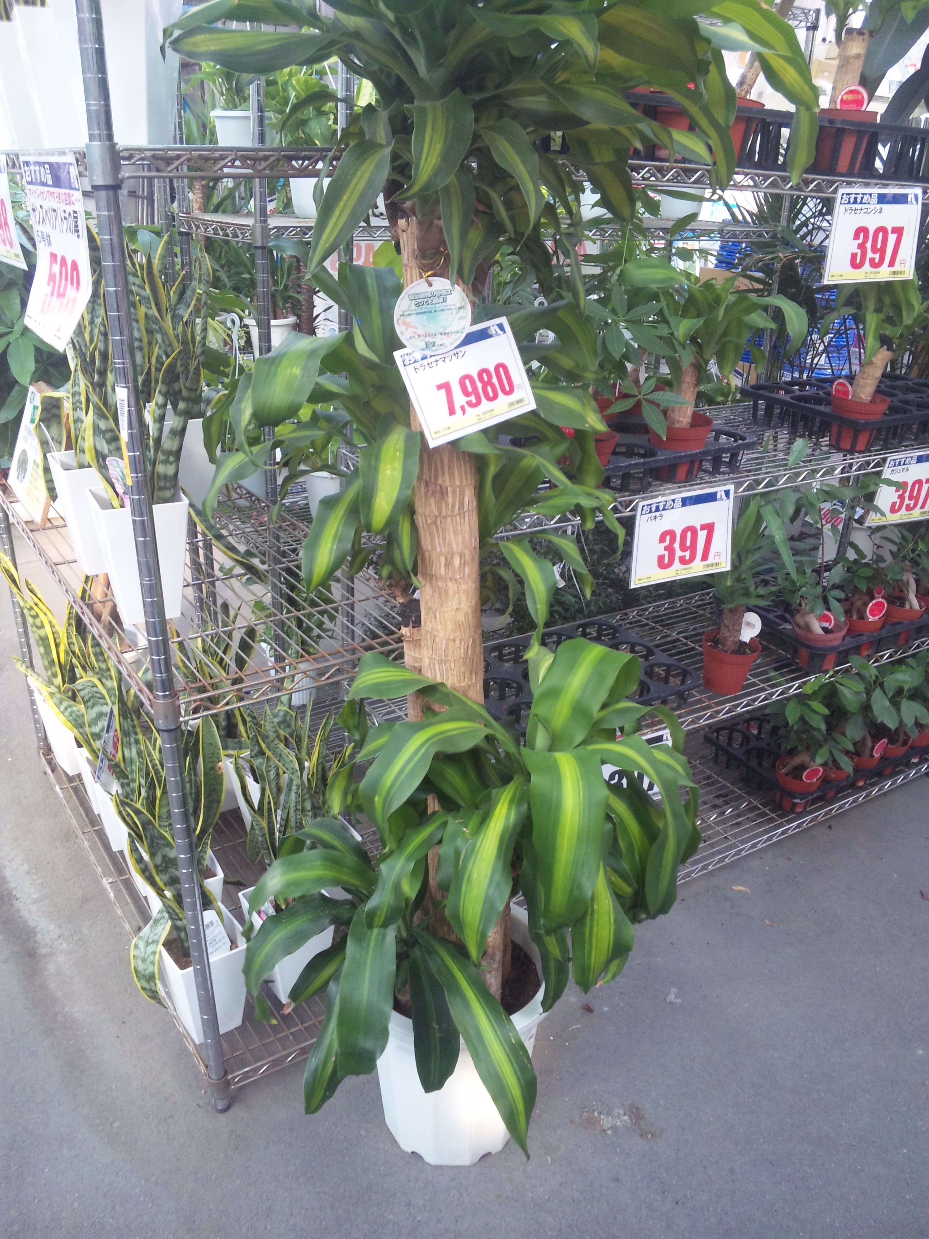 大型の観葉植物は ３９０円 ホームセンターの妖精 ガジュマル